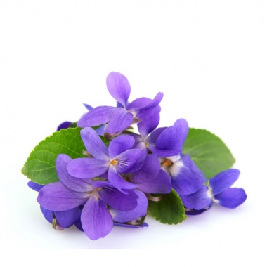 紫羅蘭在古希臘是富饒多產的象徵，雅典以它作為徽章旗幟上的標記，紫羅蘭長有長莖、墨綠色的心形葉，以及纖巧的藍色或紫色花朶，香氣類似濃厚的田園草本氣息，就像乾草的香氣。